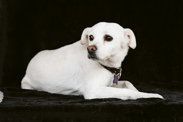 Découvrez l'importance des friandises naturelles pour chien