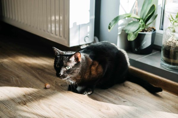 Blog comprendre chat : guide pour une cohabitation harmonieuse