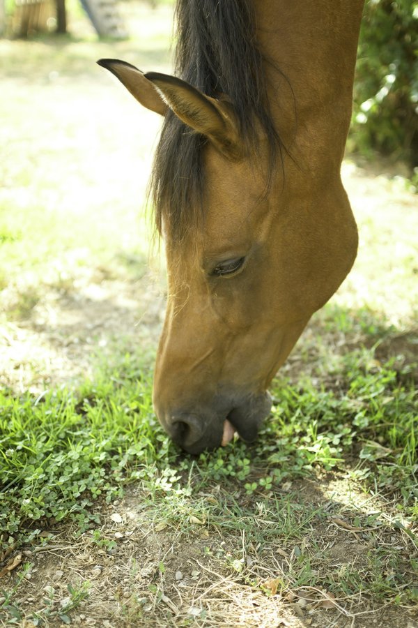 Conseils sur l'alimentation du cheval