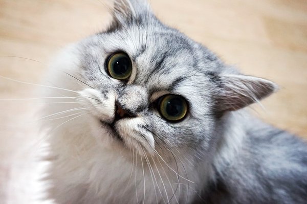Les 3 principales races de chats idéales pour la vie en appartement