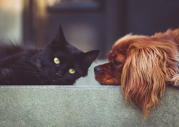 Quelles sont les méthodes naturelles pour se débarrasser des puces de vos chiens et chats ?